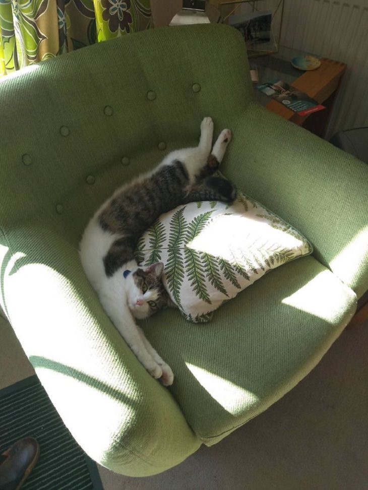 flexible cats: cat in 90 degrees