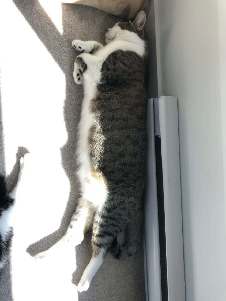 flexible cats: long cat on the floor