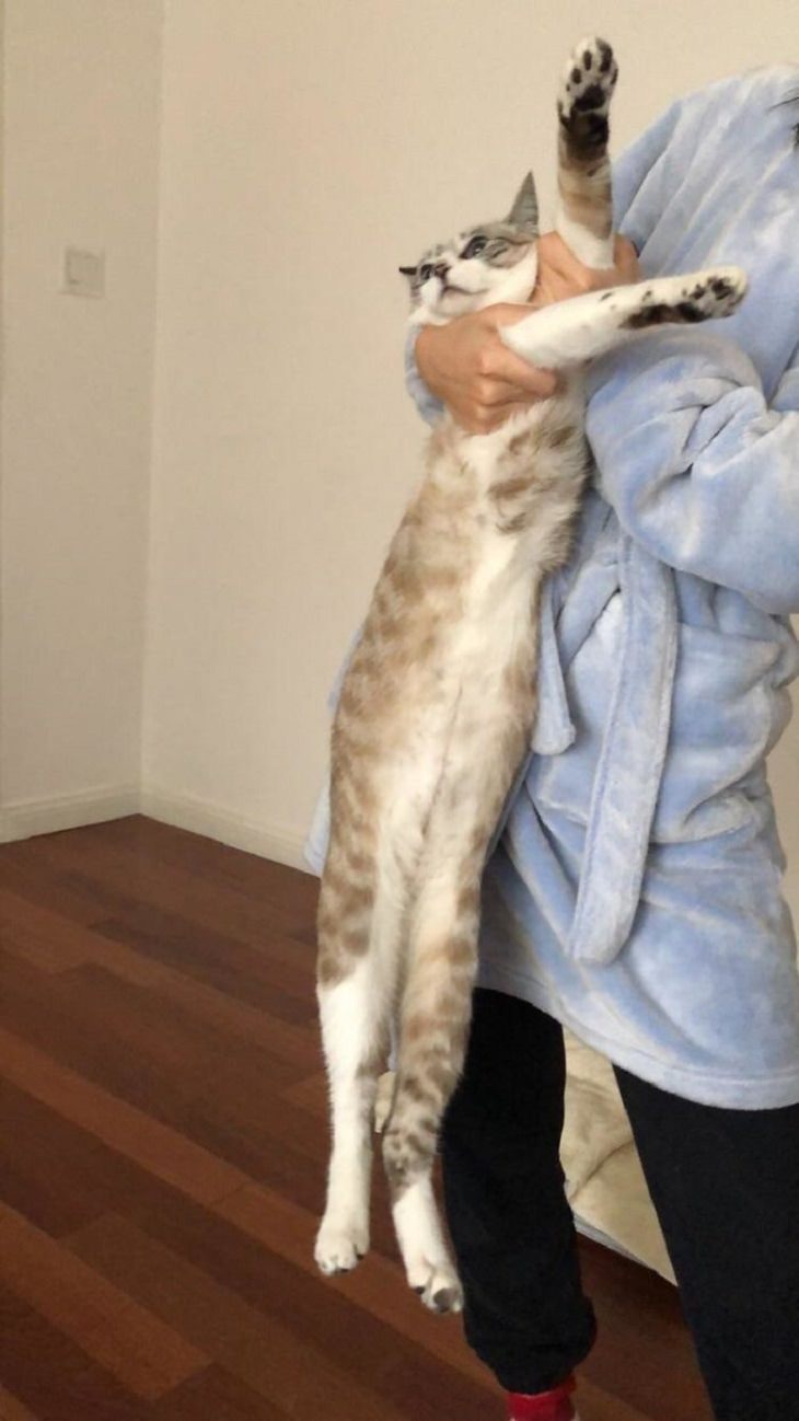 flexible cats: man holding long cat