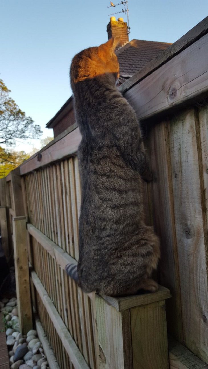 flexible cats: cat on its hind legs looking over a fence