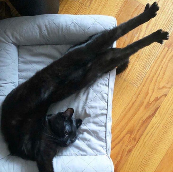flexible cats: folded cat with legs outstretched