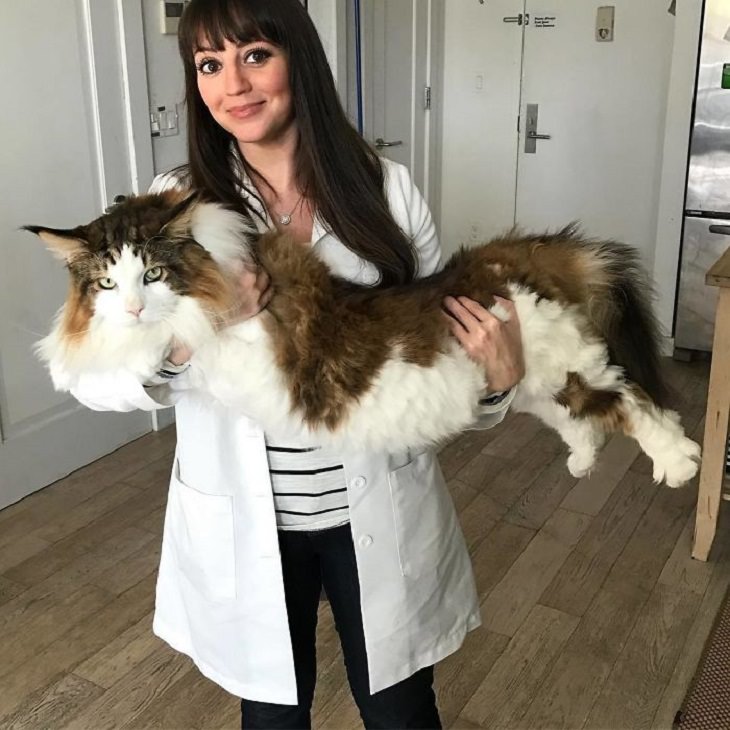 flexible cats: holding a long cat