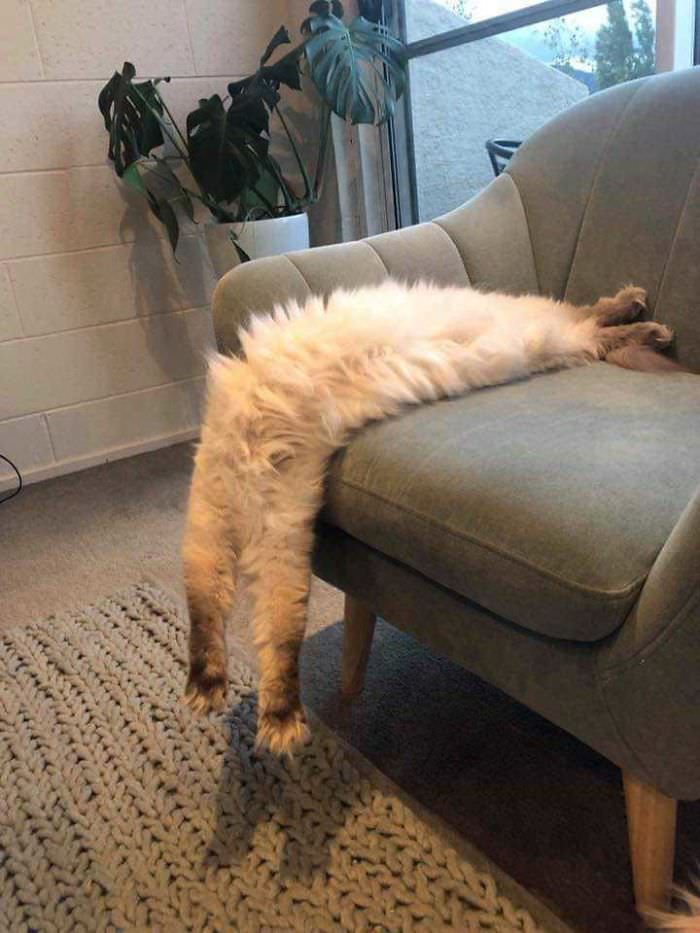 flexible cats: cat flowing from sofa to floor