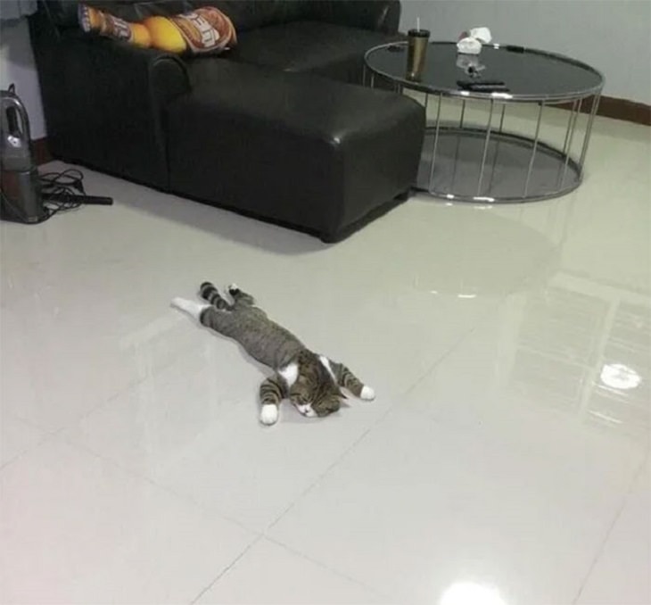 flexible cats: cat lies on the floor