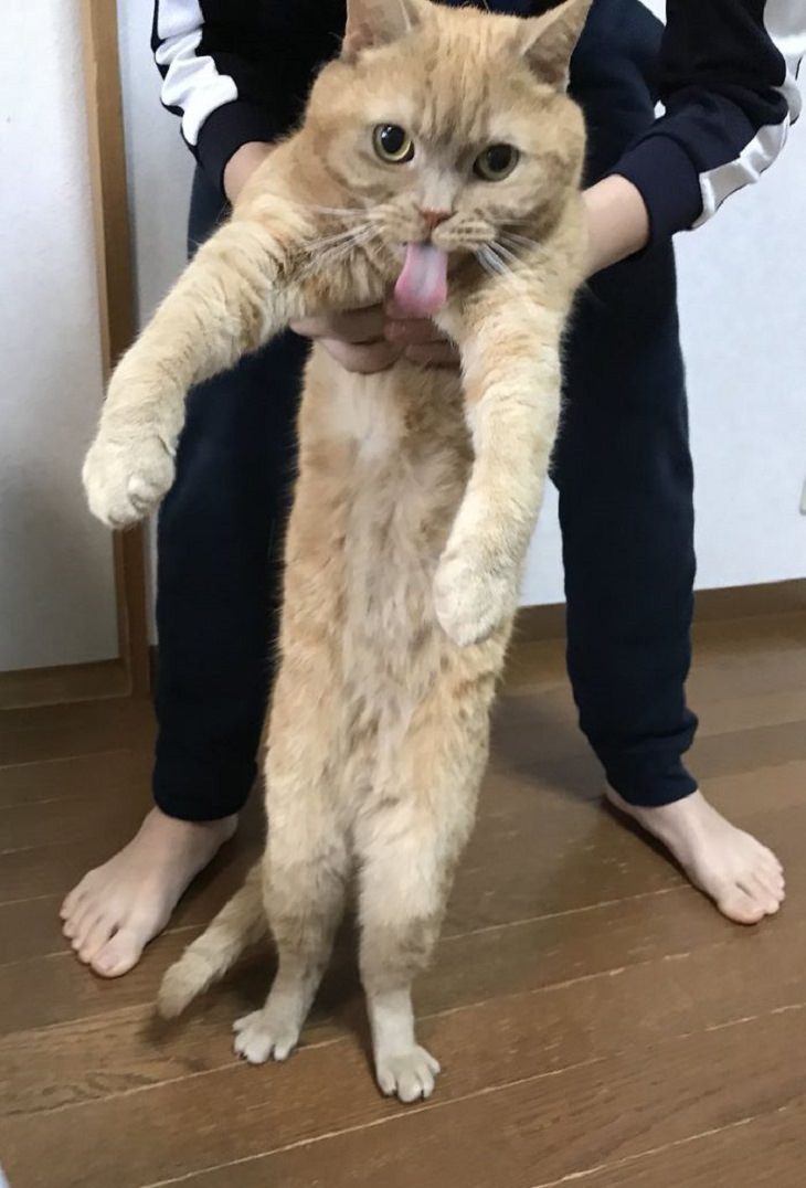 flexible cats: man holding cat on its hind legs while the cat has its tongue out