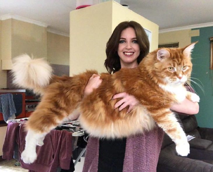 flexible cats: woman holding large ginger cat