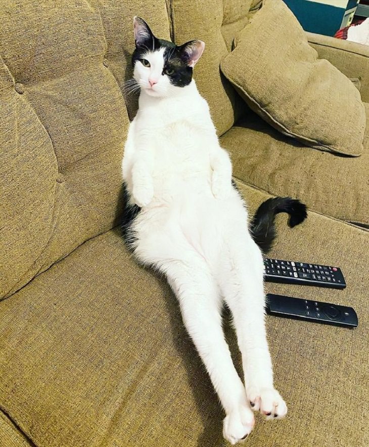 flexible cats: cat sitting on a sofa