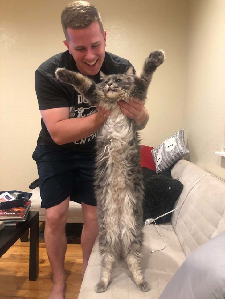 flexible cats: long furry cat