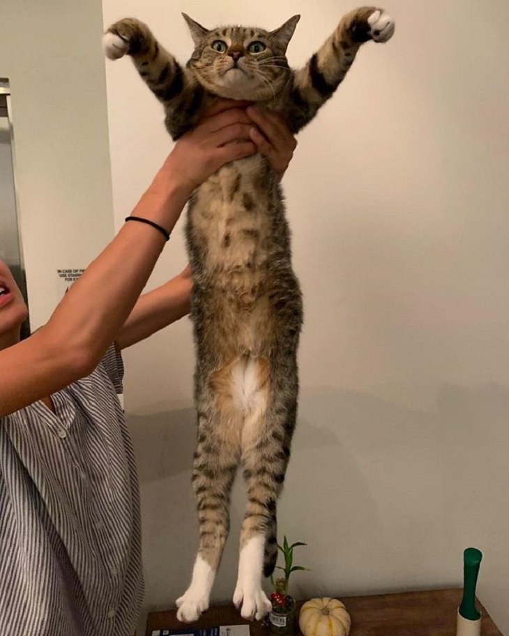 flexible cats: woman holding a long cat who is holding up its paws