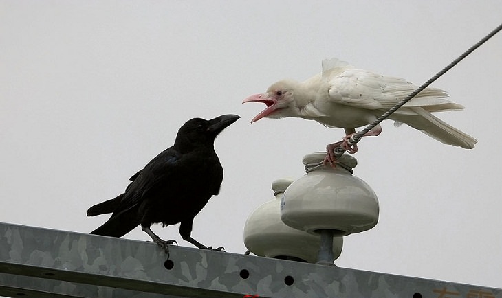 Albino animals  crow