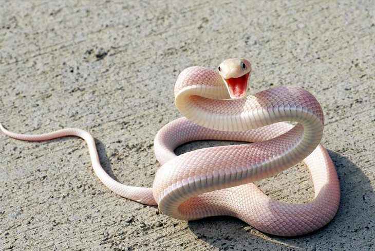 Albino animals snake