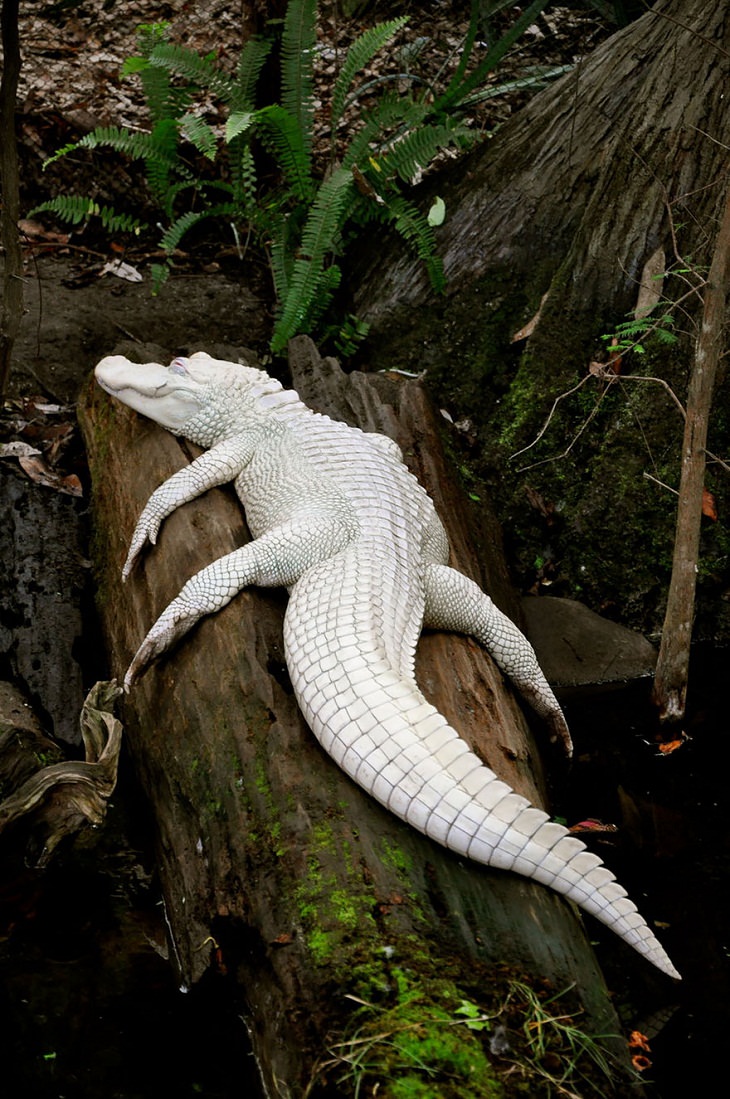 Albino animals alligator