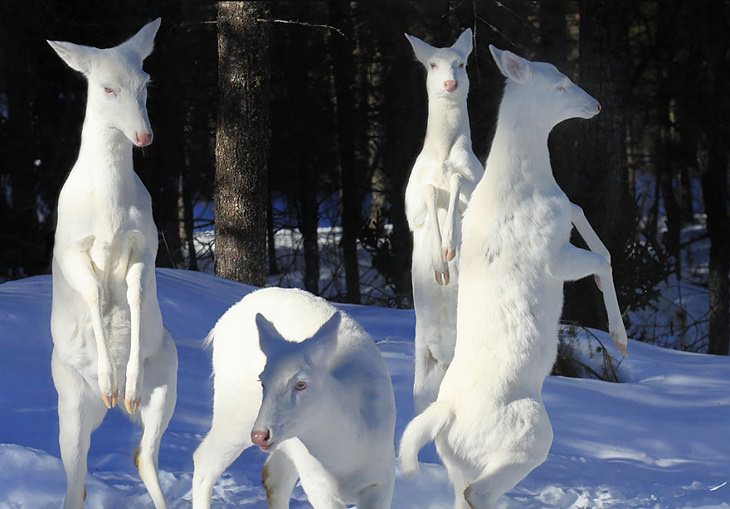 Albino animals herd of deer