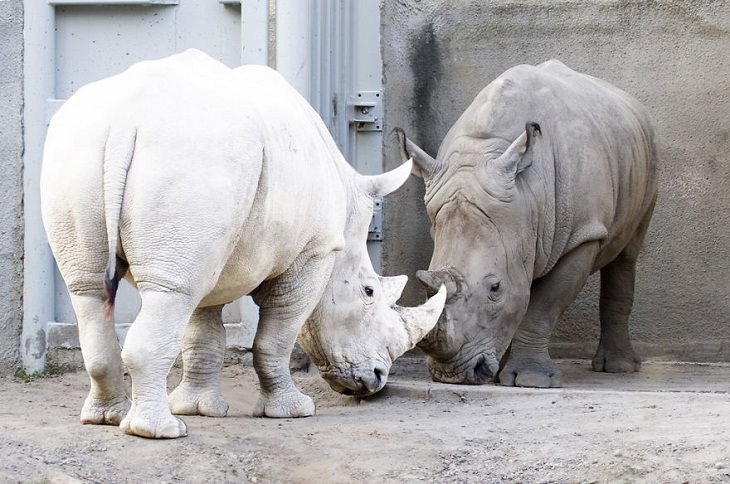 Albino animals rhinoceros