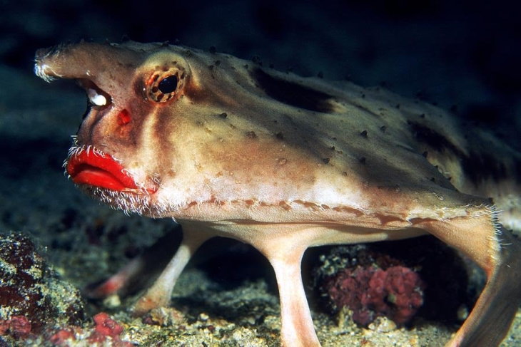 weird animal names Red-lipped batfish