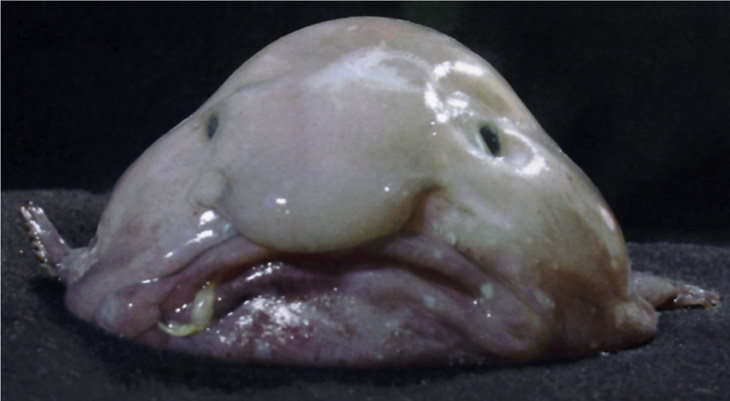 weird animal names blobfish