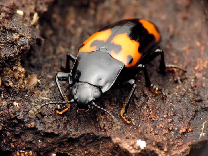 weird animal names Pleasing Fungus Beetle