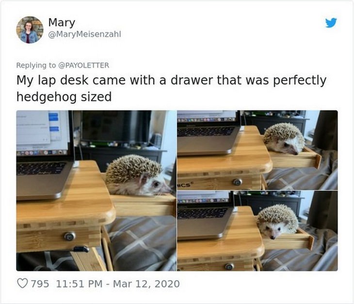People Share Their Pets' Joy about working at home