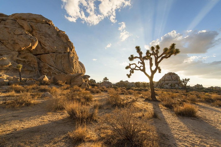 National Parks You Can Visit Online Free Joshua Tree National Park