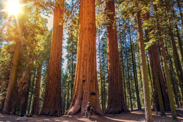 National Parks You Can Visit Online Free Sequoia National Park