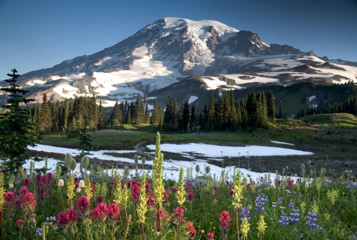 National Parks You Can Visit Online Free Mt. Rainier National Park