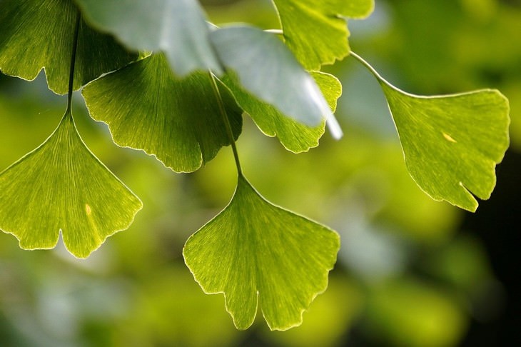herbal medicines with science backing gingko