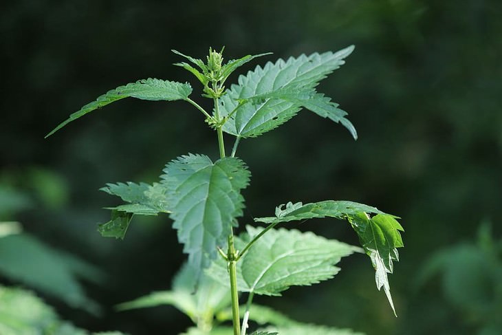 herbal medicines with science backing nettles