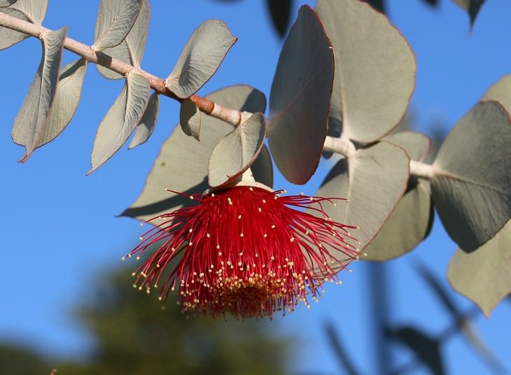 herbal medicines with science backing Eucalyptus