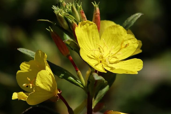 herbal medicines with science backing Evening primrose oil