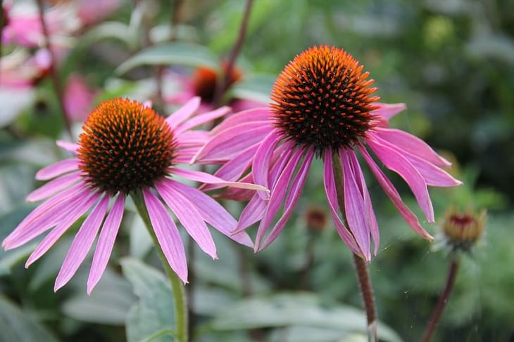 herbal medicines with science backing Echinacea