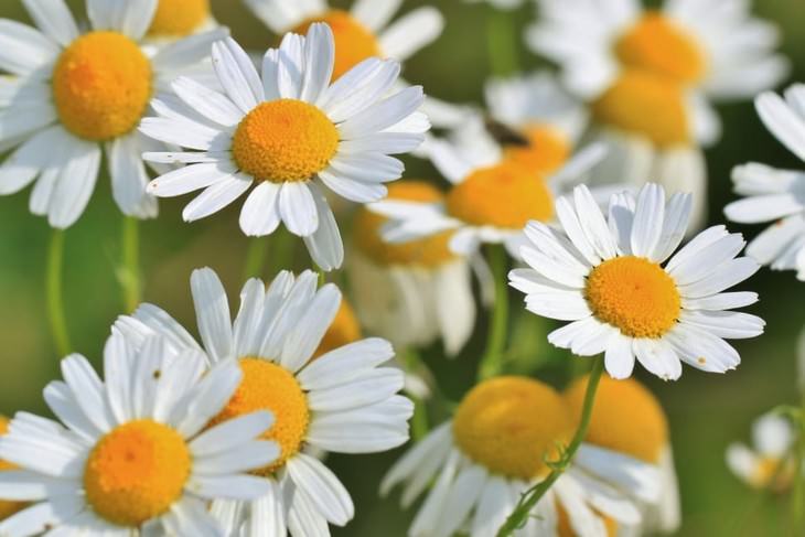 herbal medicines with science backing chamomile 