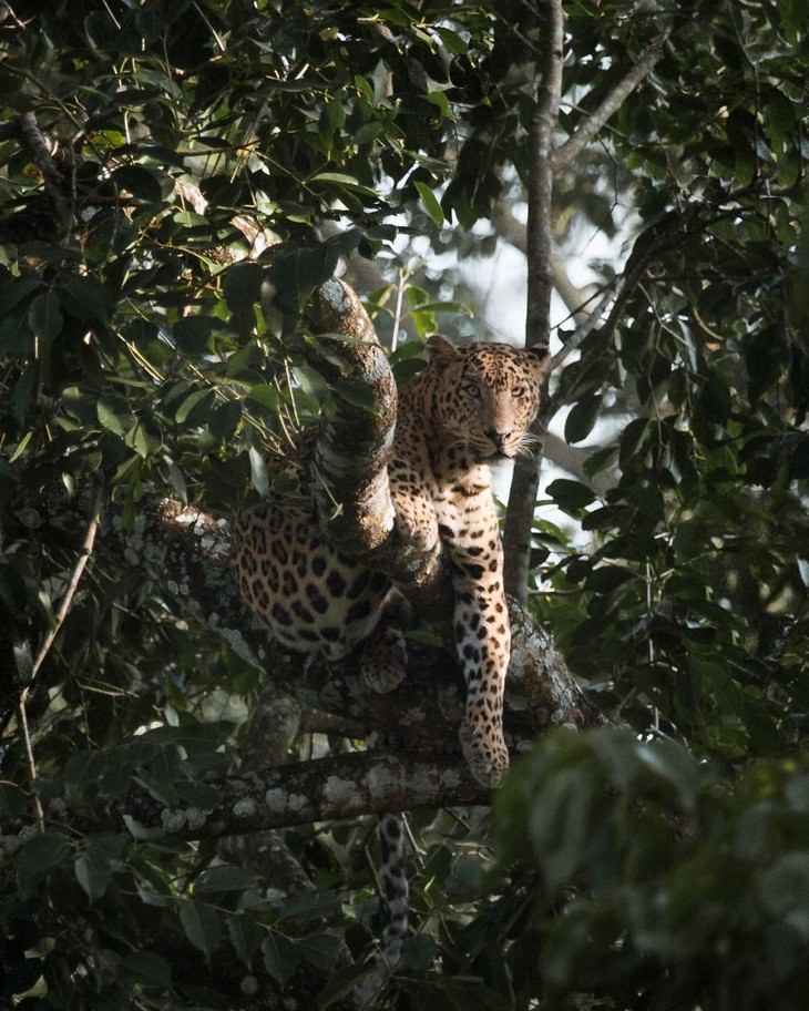 A Leopard Chilling In A Tree, Forests Of Kabini, India