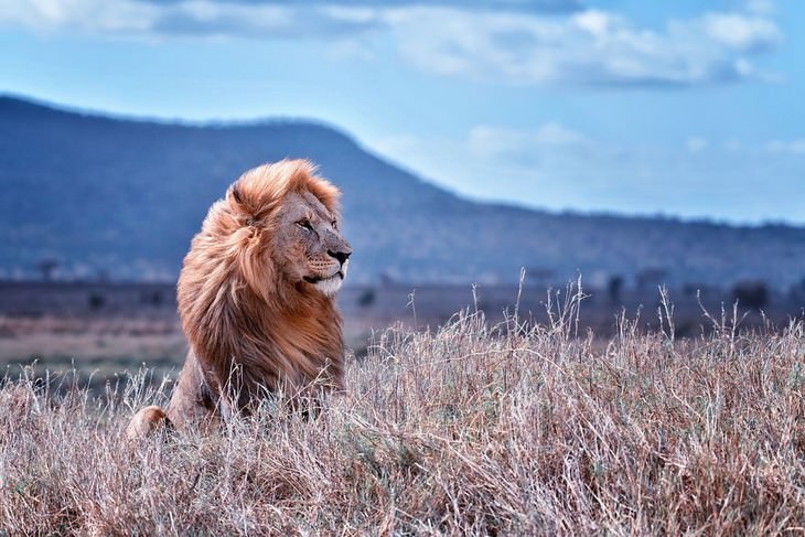 Lion Sitting in the Wild, Parc National de Serengeti, Tanzania