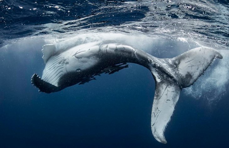 Humpback Whale, Vava'u, Tonga