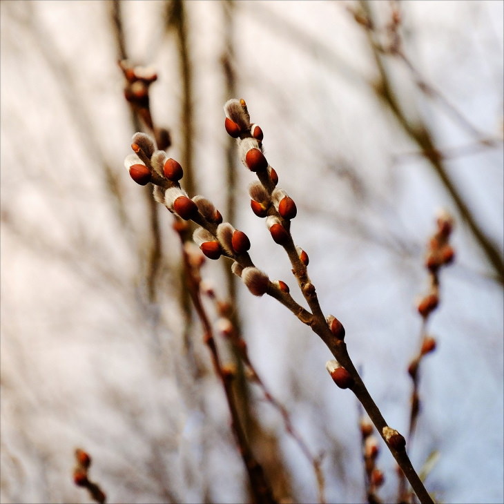 spring photos branches