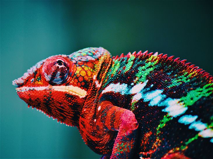Facts About Color chameleon
