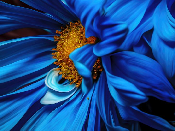 Facts About Color blue flower