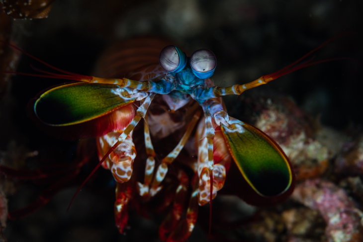 Facts About Color mantis shrimp