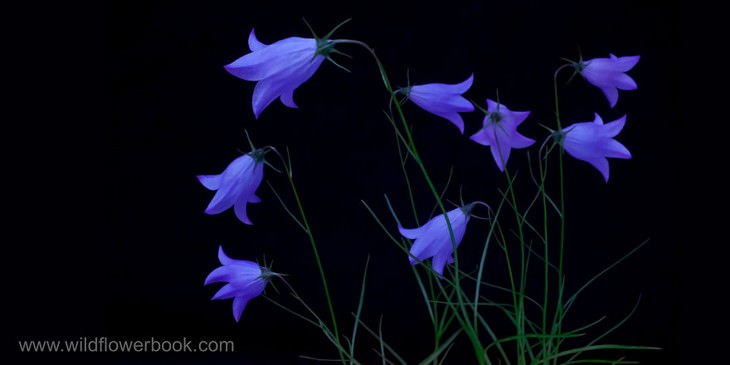 Common Harebell, Mt. Rainier National Park, Washington (also found in California)