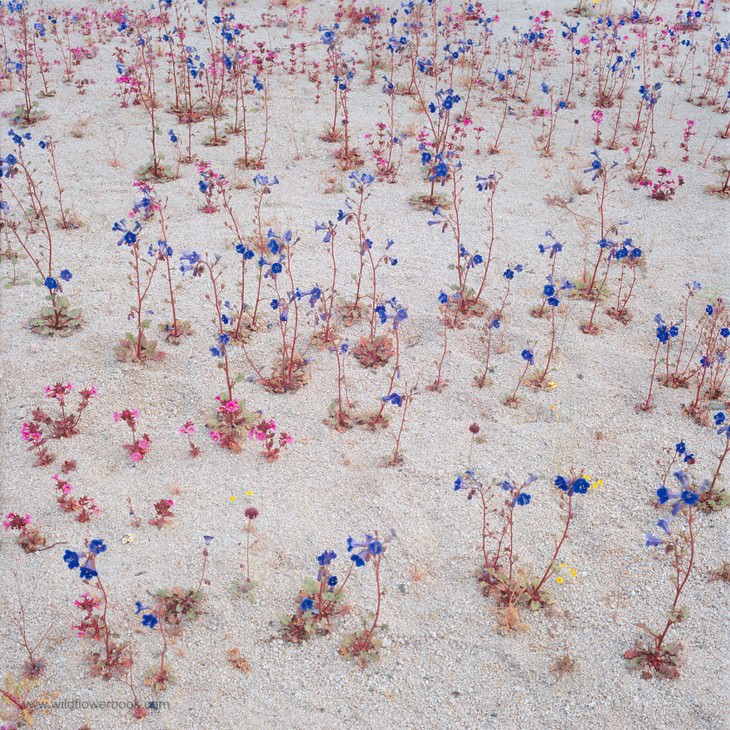 Desert Canterbury bells and Bigelow’s monkeyflower in desert wash during a “100 Year Bloom” in Joshua Tree National Park, California