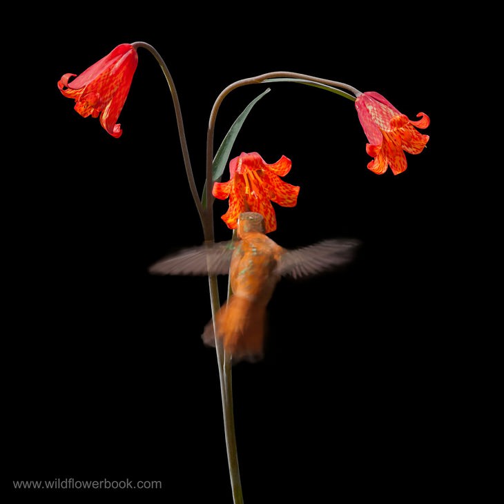 Scarlet Fritillary and rufous hummingbird, Upper Table Rocks, southern Oregon