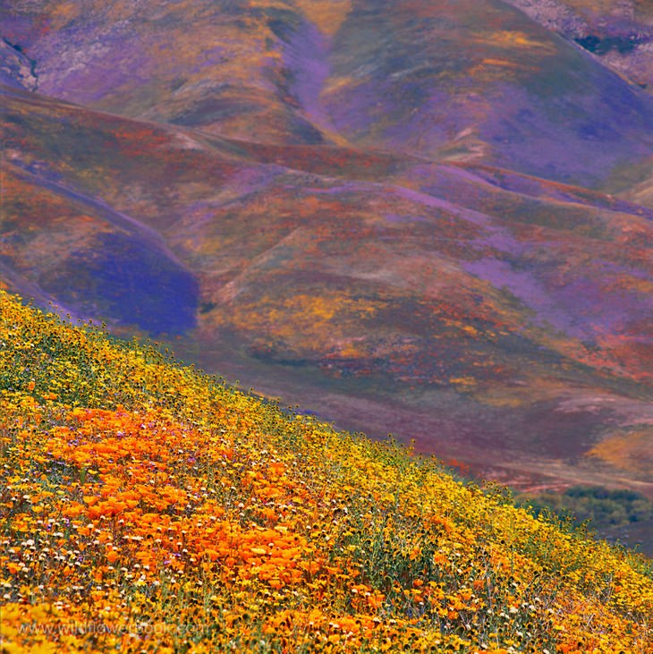 Giant Red Paintbrush, “Contact” series, Inyo National Forest, Sierra Nevada Mountains, California