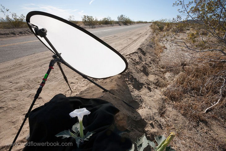 Set up of natural light studio and Datura wildflower, Joshua Tree National Park, California