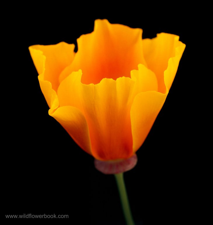 California poppy