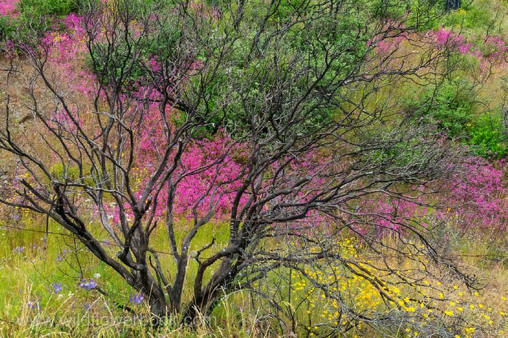 Wildflowers after wildfire, Butts Canyon Road, Lake County, California