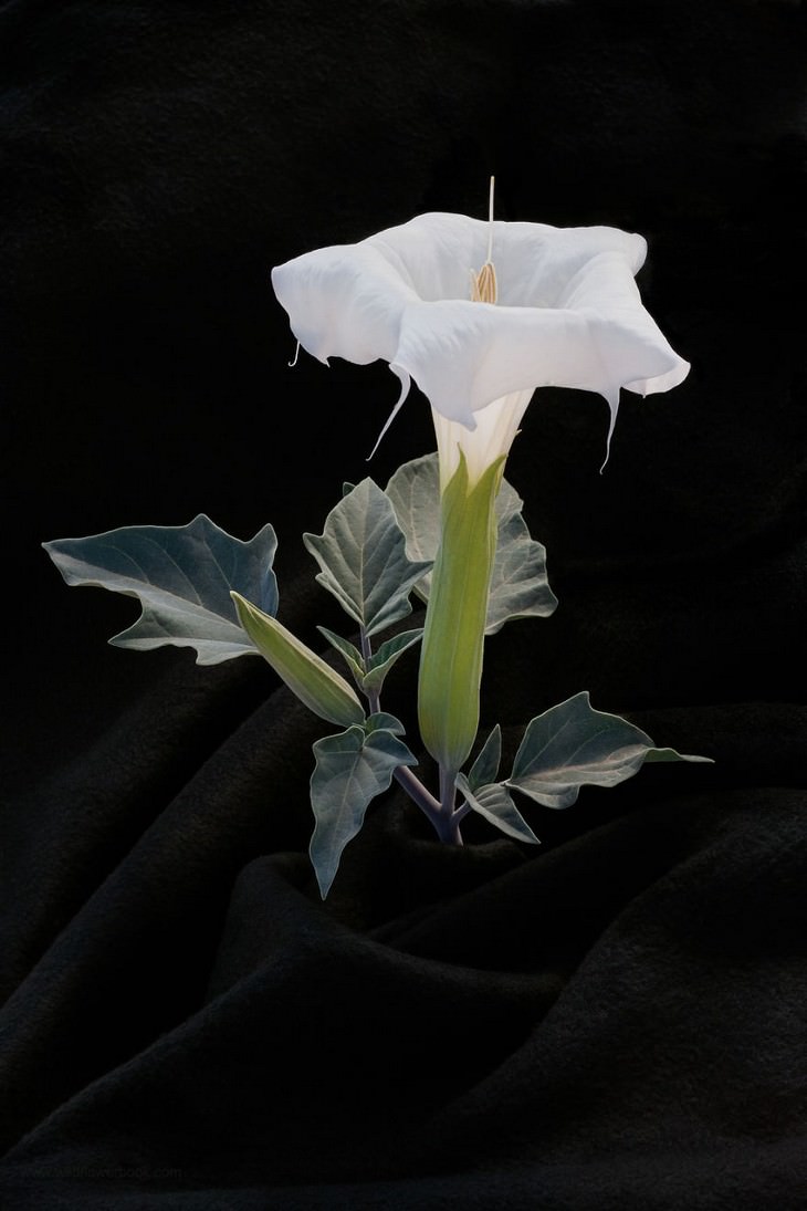 Datura, “Wrapped” Series, Joshua Tree National Park, California.