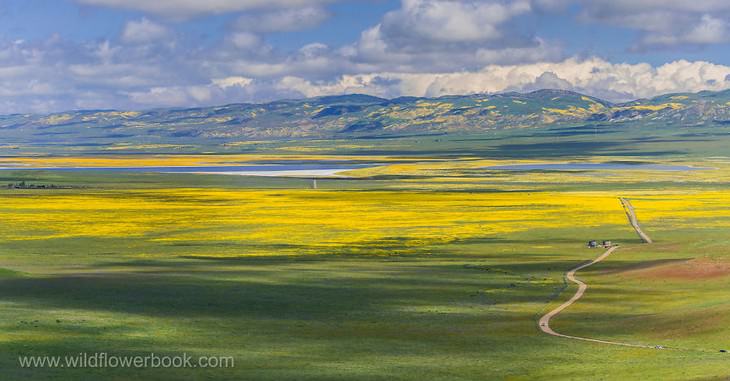 2017 wildflower super bloom, Carrizo Plain National Monument, California