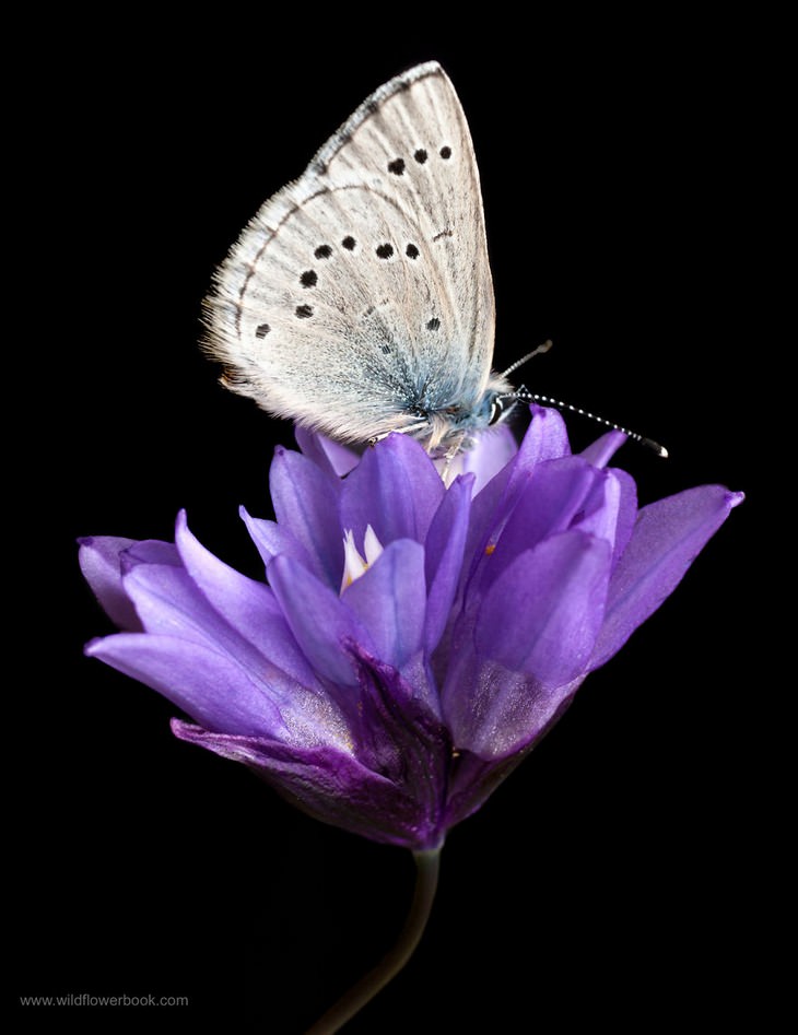 12. Echo azure butterfly on blue dicks, Cascade Canyon Open Space Preserve, Marin County, California