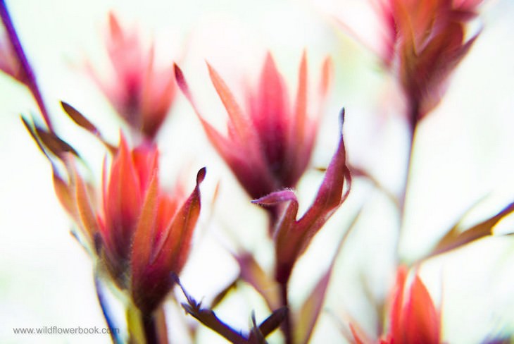 Giant Red Paintbrush, “Contact” series, Inyo National Forest, Sierra Nevada Mountains, California