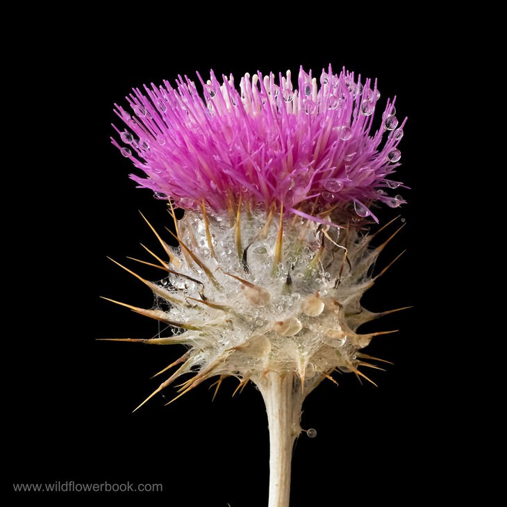 Cobweb Thistle with dew drops, Mt. Tamalpais, Marin County, California.